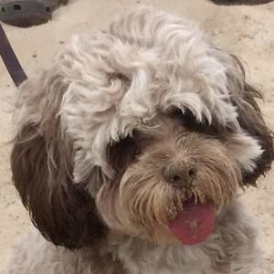 Meet your Posher, Dawn